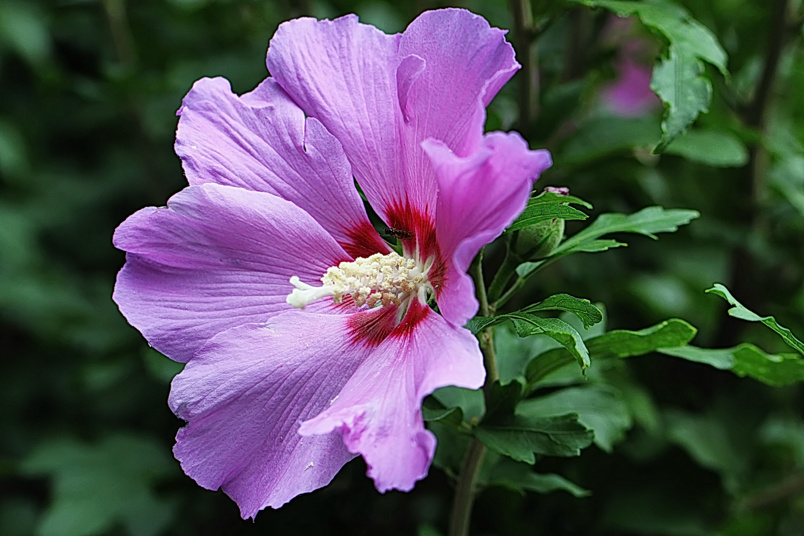 wenn der Hibiskus blüht