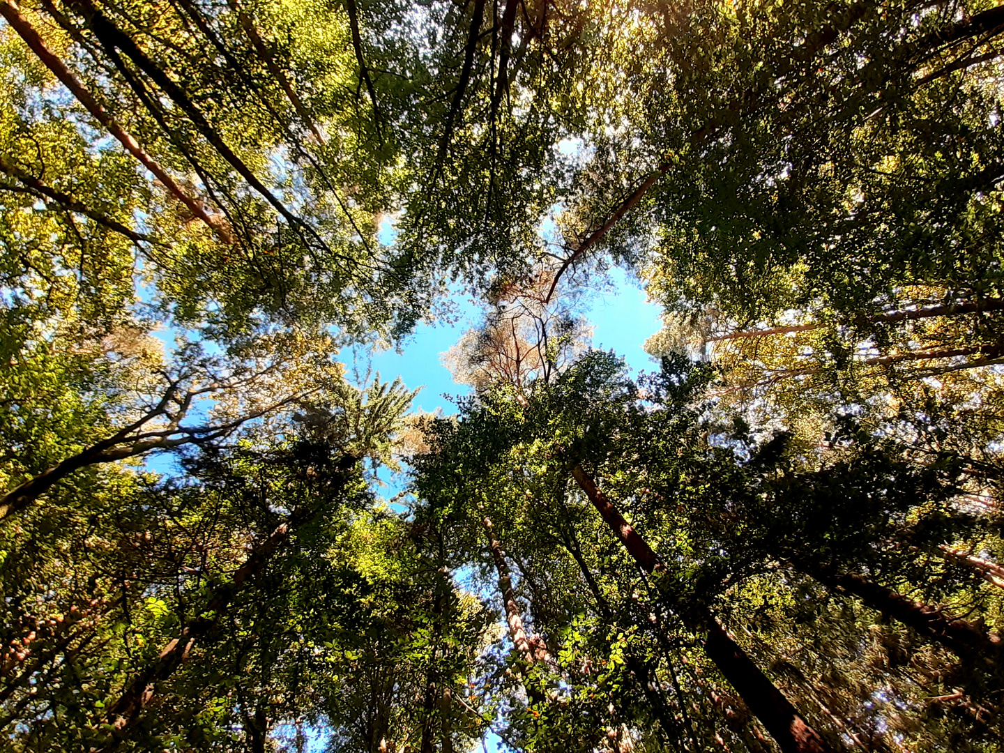 Wenn der Himmel voller... Foto & Bild pflanzen, pilze & flechten