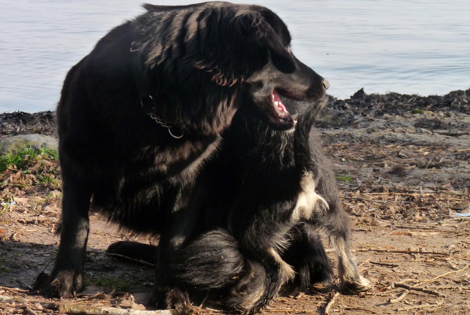 wenn der hund sich in den schwanz beißt!!!!