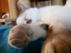 Wenn der jemals wieder aufsteht hat er einen Kater