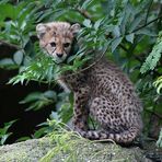 Wenn der junge Gepard aus dem Grünen schaut.