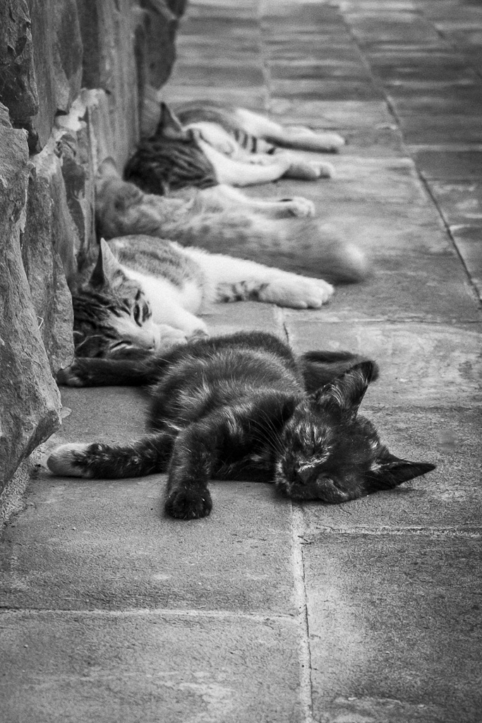 Wenn der Katzennachwuchs bei 40 Grad die Segel streicht