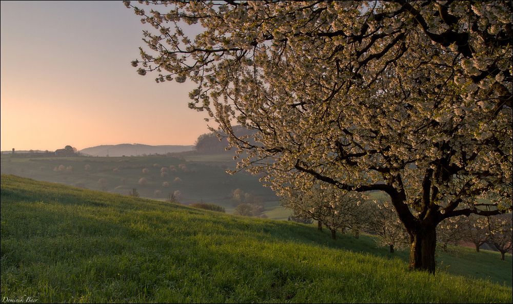 Wenn der Kirschbaum erwacht