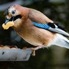 Wenn der kleine Hunger kommt...