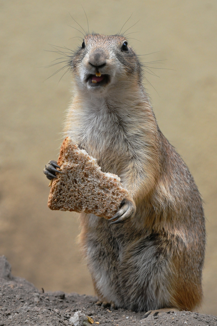 Wenn der kleine Hunger kommt Foto & Bild | tiere, zoo, wildpark