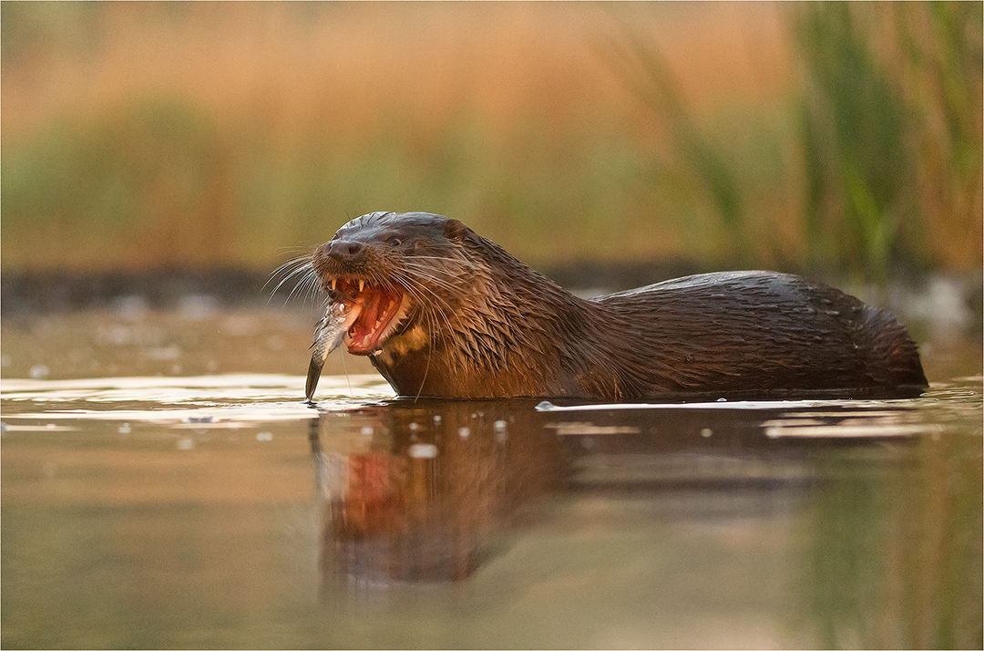 Wenn der kleine Hunger kommt... Foto & Bild | tiere, wildlife