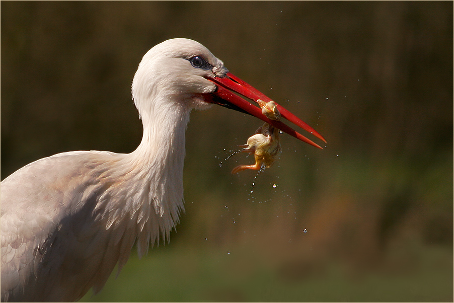 wenn der kleine hunger kommt Foto & Bild | tiere, wildlife, wild