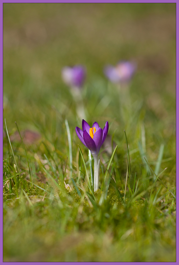 Wenn der Krokus keck und strahlend...