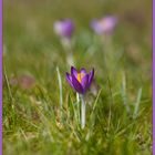 Wenn der Krokus keck und strahlend...