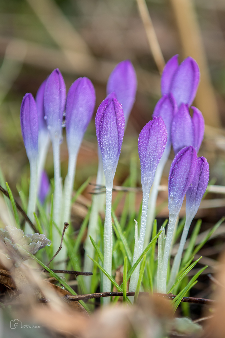 Wenn der Krokus keck und strahlend...