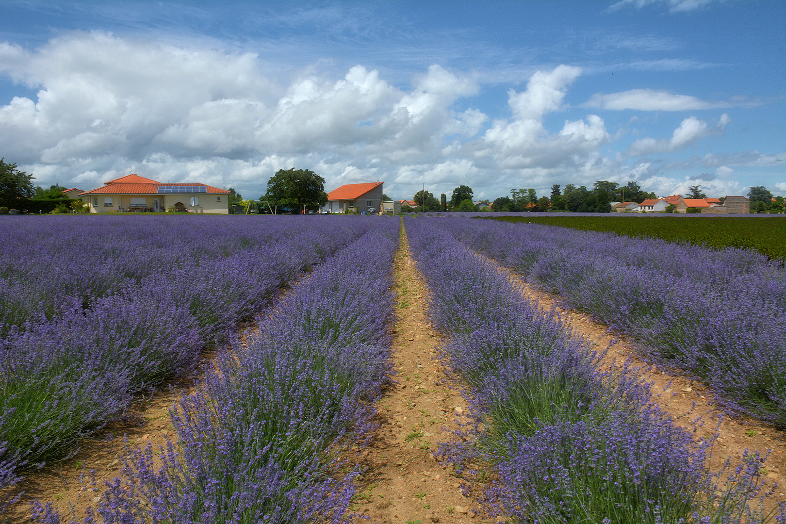 wenn der Lavendel blüht