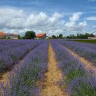 wenn der Lavendel blüht