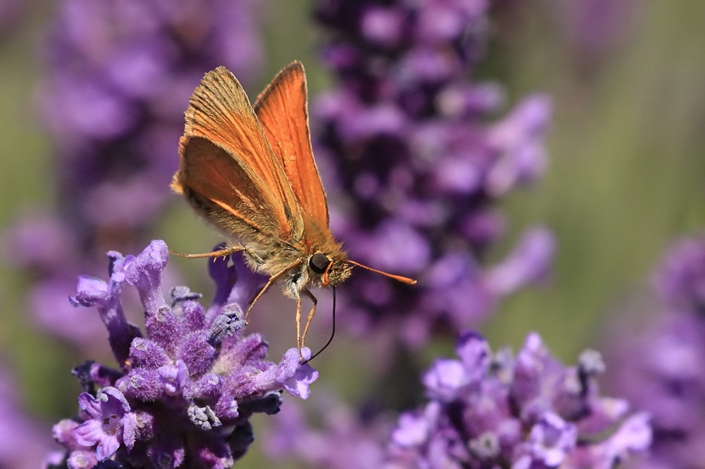 Wenn der Lavendel blüht...