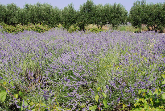 Wenn der "Lavendel" blüht ...