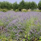 Wenn der "Lavendel" blüht ...