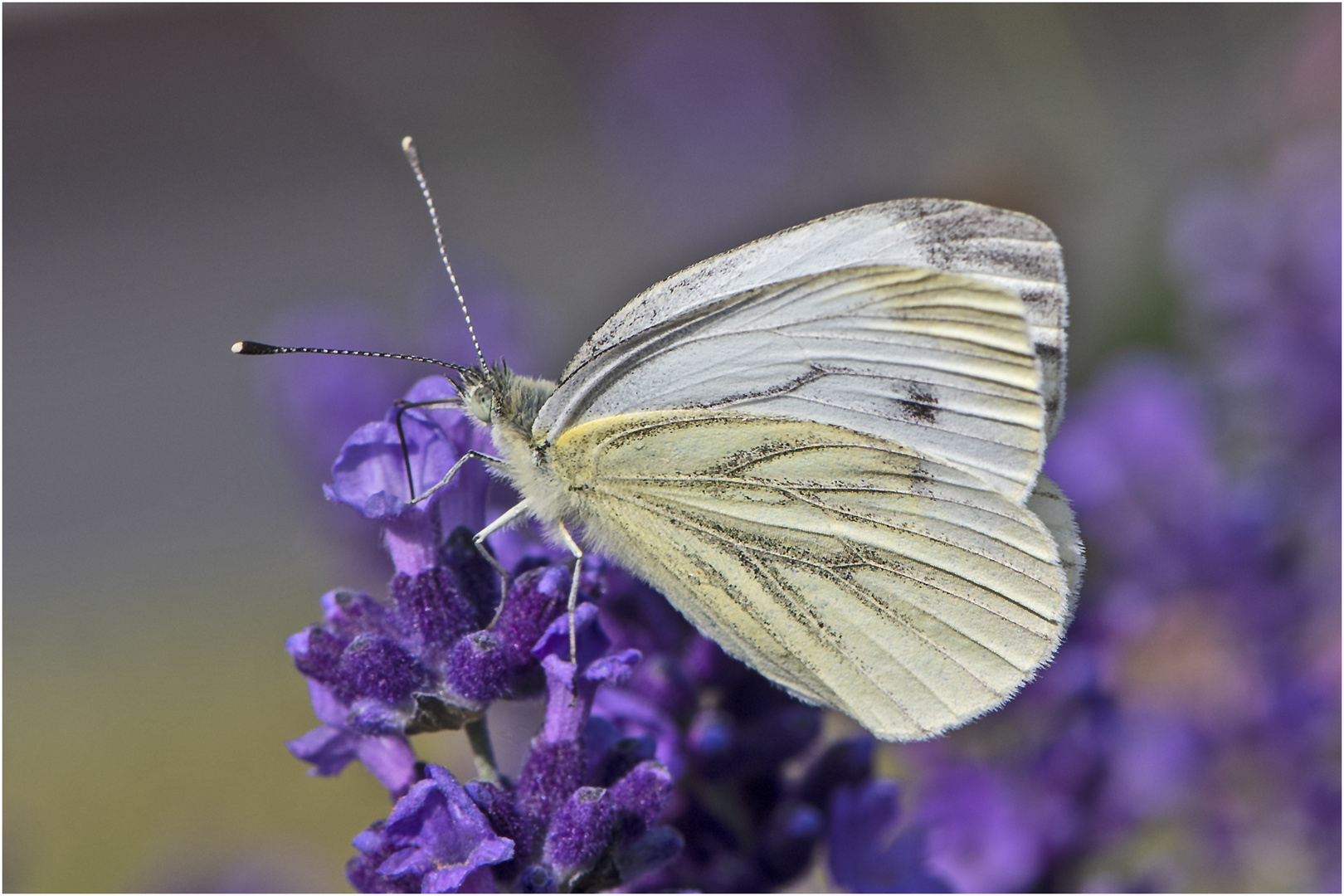Wenn der Lavendel duftet ist auch Schmetterlingszeit (1) . . .