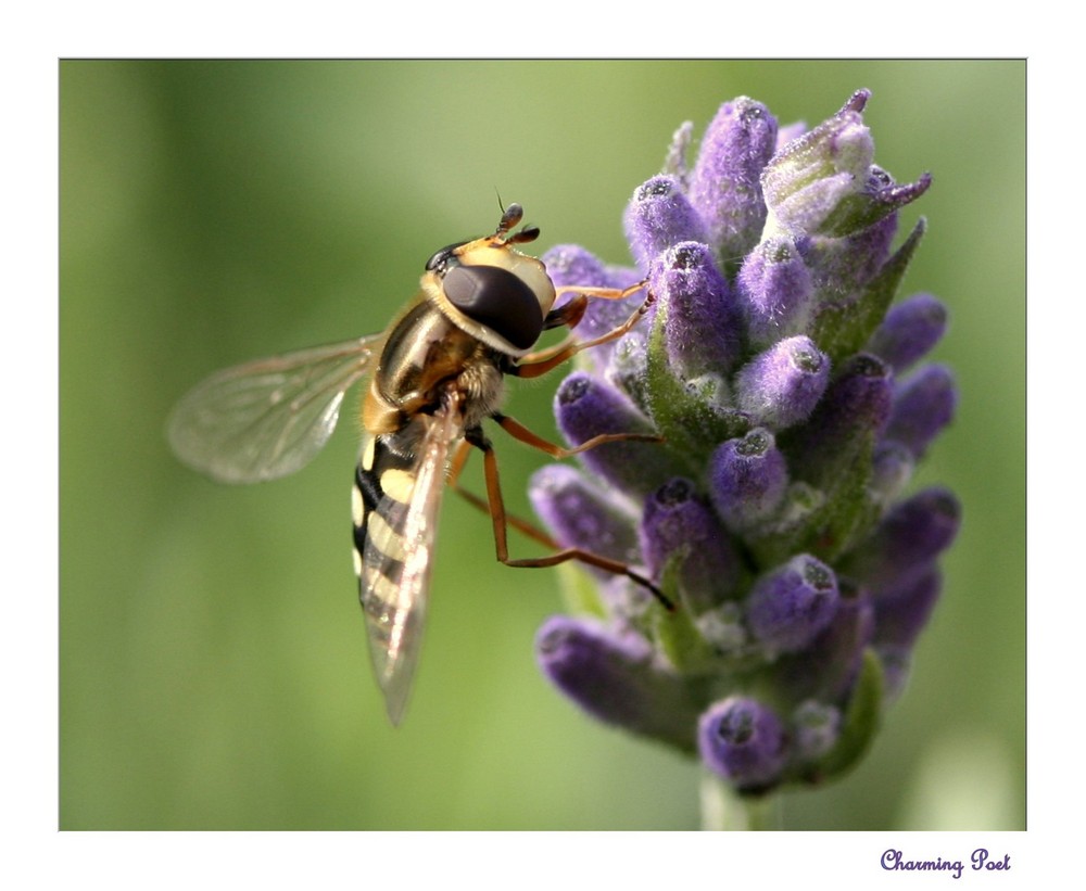 Wenn der Lavendel so gut schmeckt, wie er duftet ...