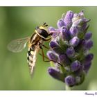 Wenn der Lavendel so gut schmeckt, wie er duftet ...