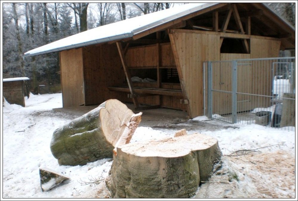 Wenn der letzte Baum fällt .....