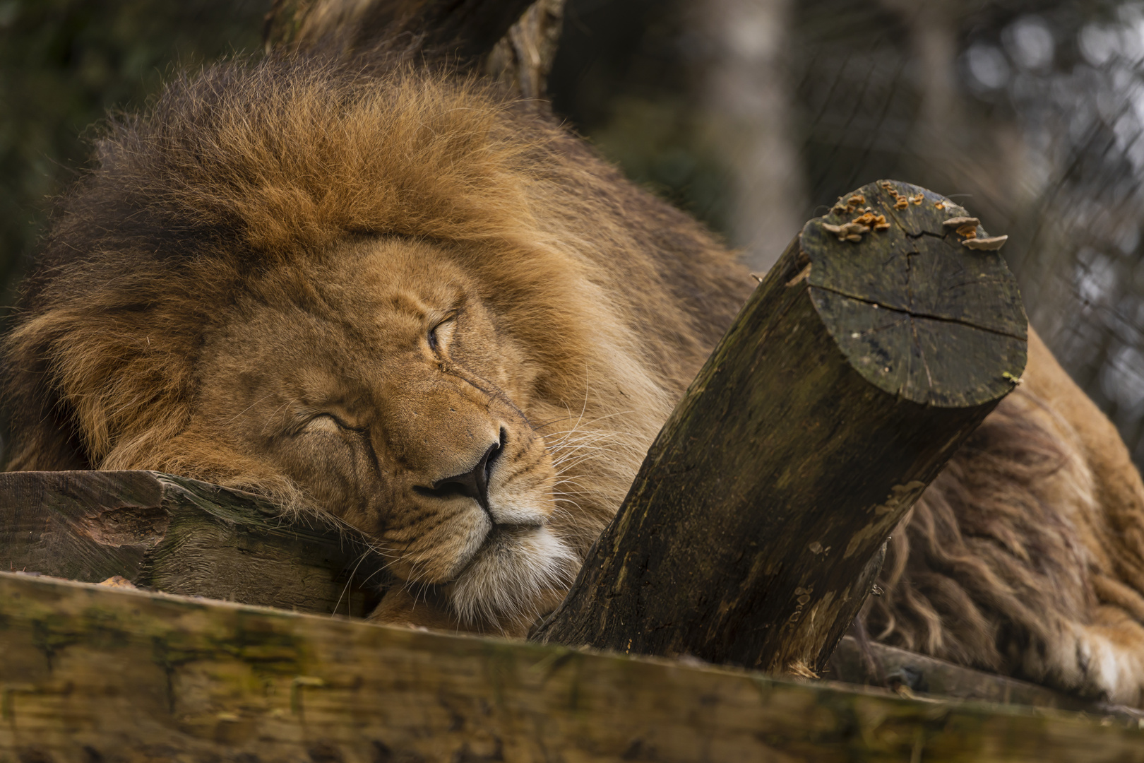 Wenn der Löwe schläft Foto & Bild tiere, zoo, wildpark & falknerei
