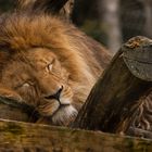 Wenn der Löwe schläft 