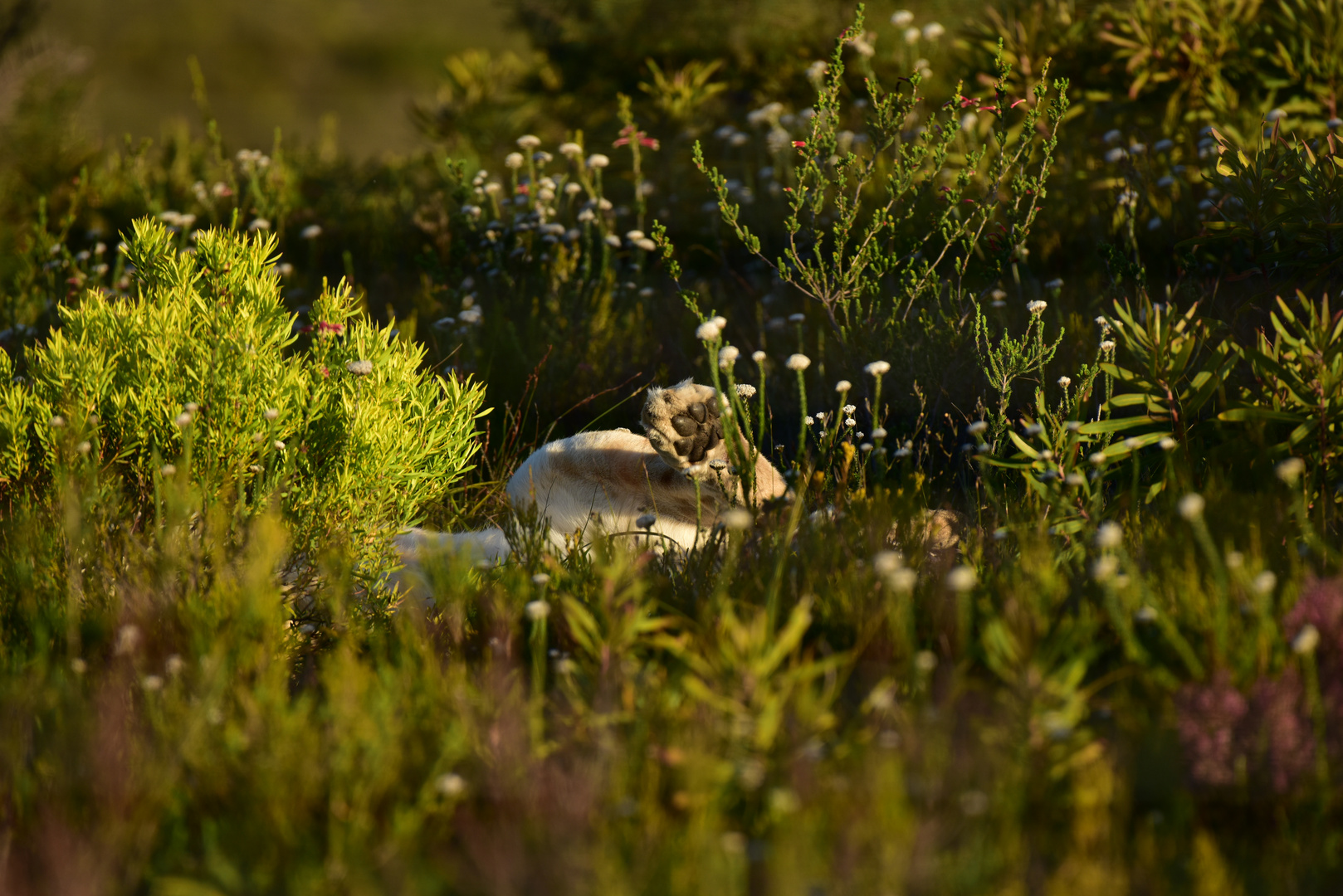 Wenn der Löwe tief im Grass liegt.                ......DSC_4150