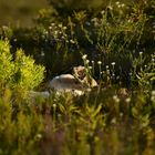 Wenn der Löwe tief im Grass liegt.                ......DSC_4150