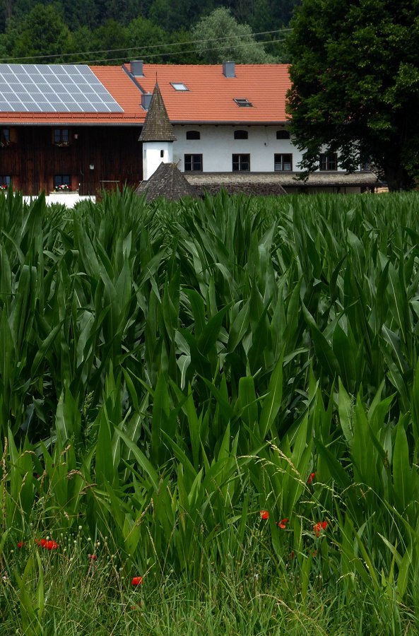 Wenn der Mohn am MohnTag