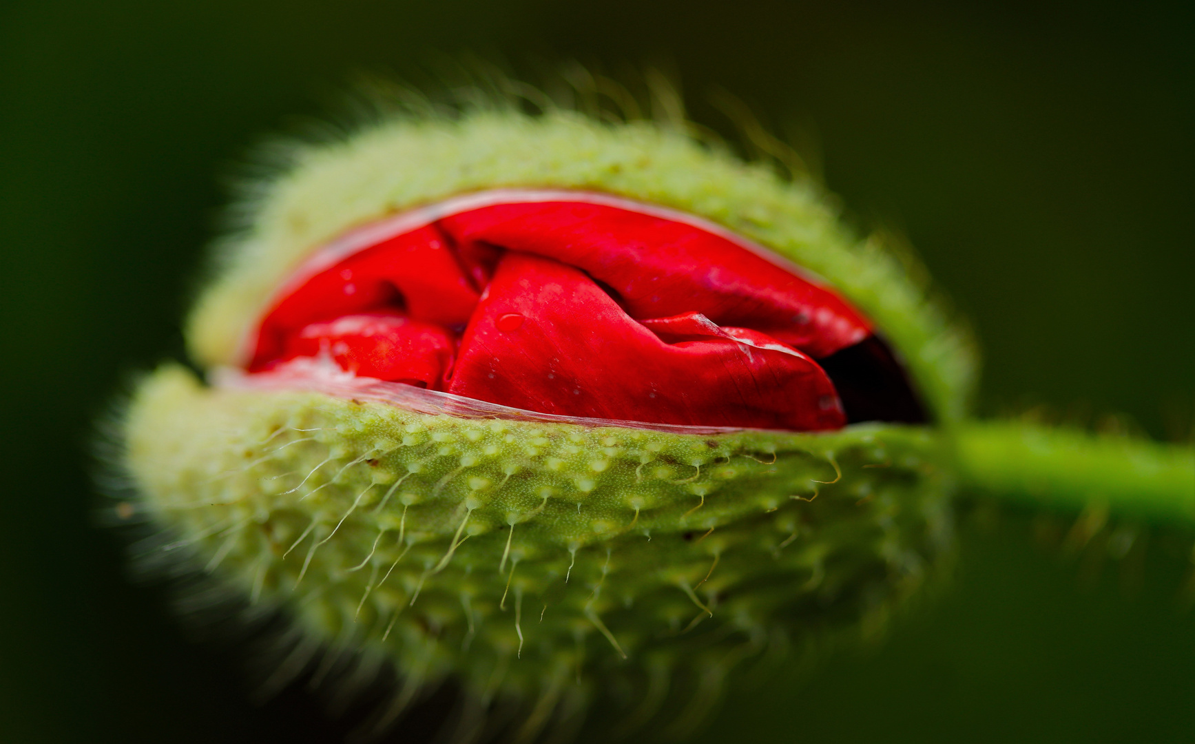 ...wenn der Mohn aufgeht.....