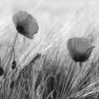 wenn der Mohn blüht....