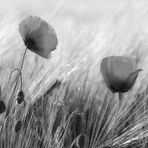 wenn der Mohn blüht....