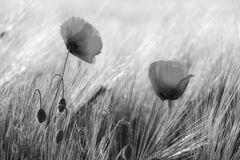 wenn der Mohn blüht....