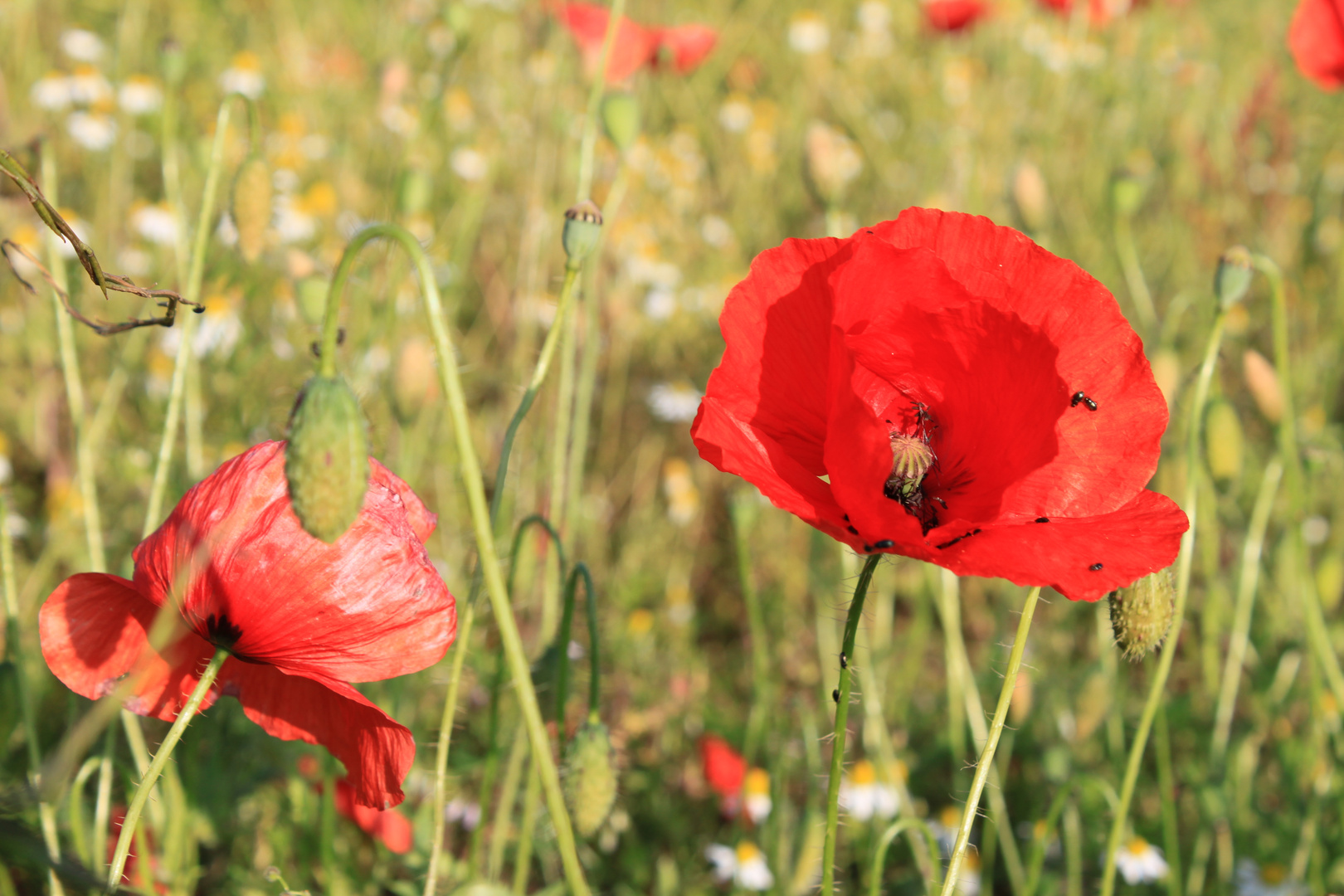 wenn der Mohn blüht