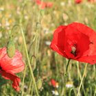 wenn der Mohn blüht