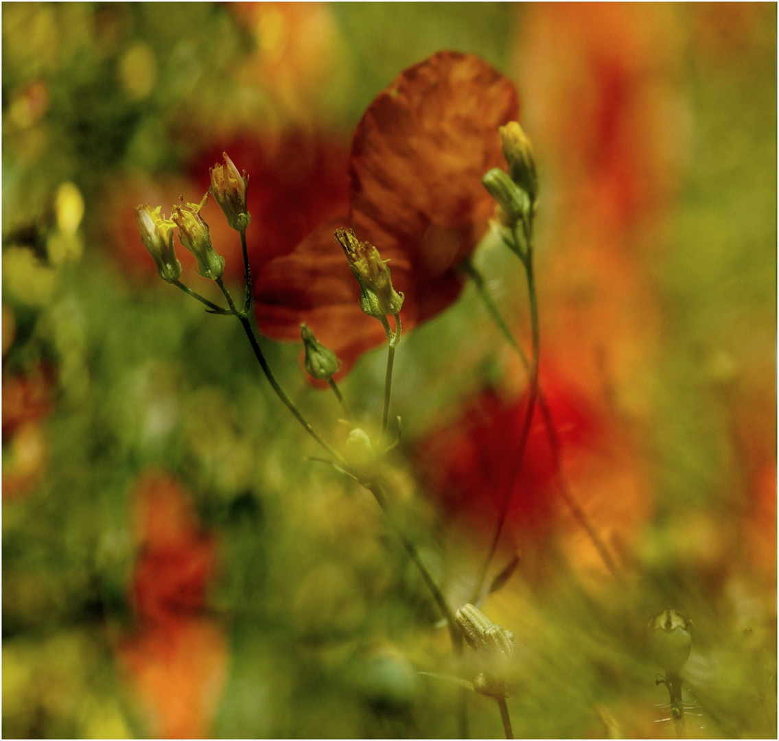 . wenn der Mohn blüht .