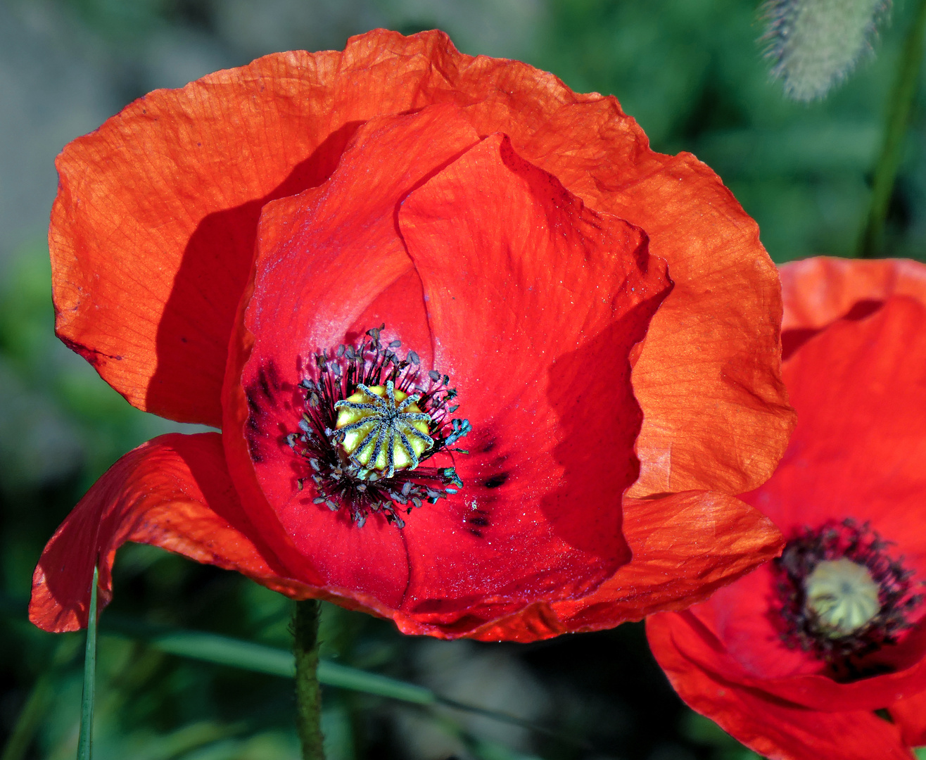 WENN DER MOHN BLÜHT......