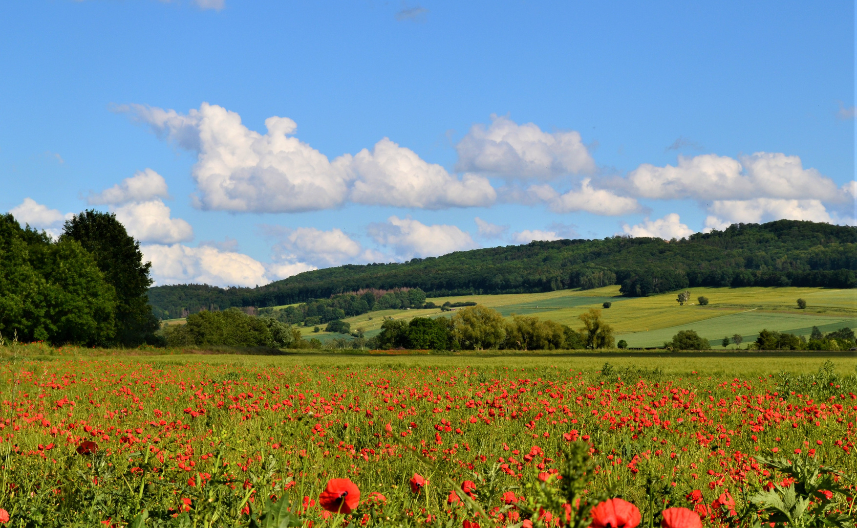 Wenn der Mohn blüht...