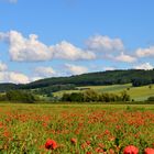 Wenn der Mohn blüht...