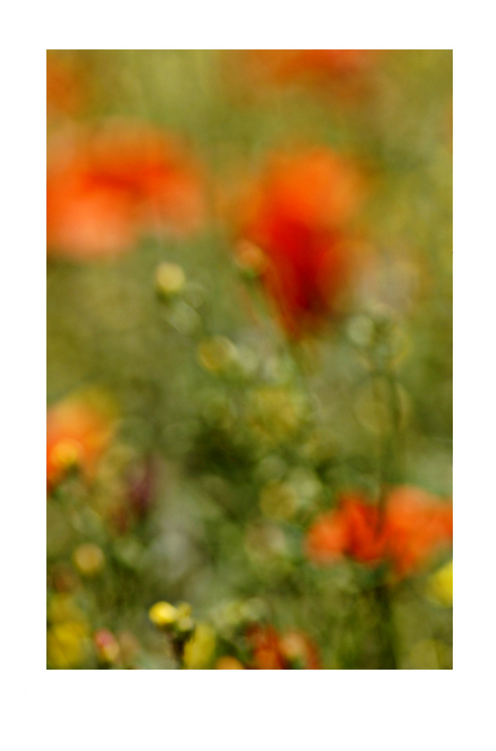 . wenn der Mohn blüht .