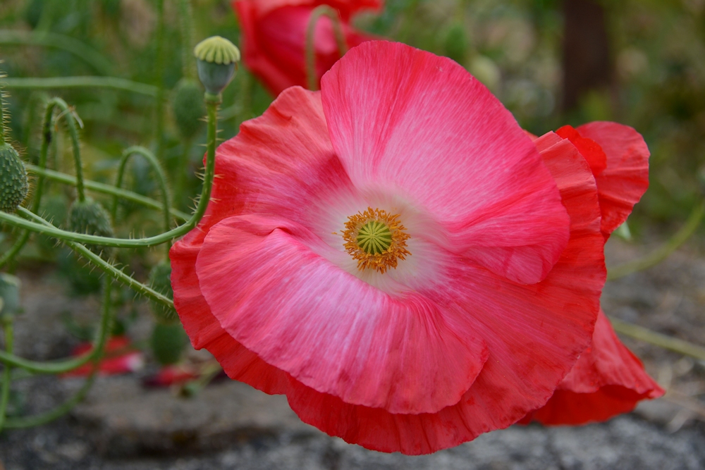 wenn der Mohn blüht....