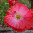 wenn der Mohn blüht....