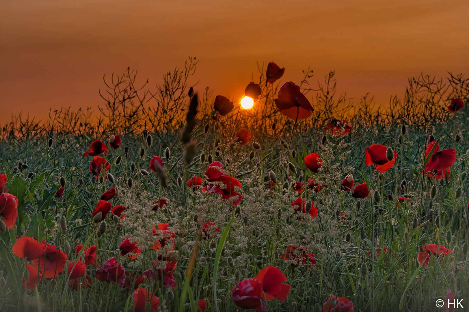 Wenn der Mohn erwacht