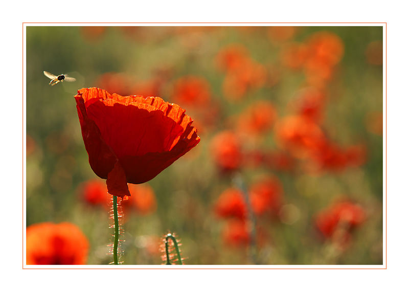 ...wenn der Mohn klatscht, der Salat schießt und die Bäume ausschlagen...