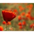 ...wenn der Mohn klatscht, der Salat schießt und die Bäume ausschlagen...