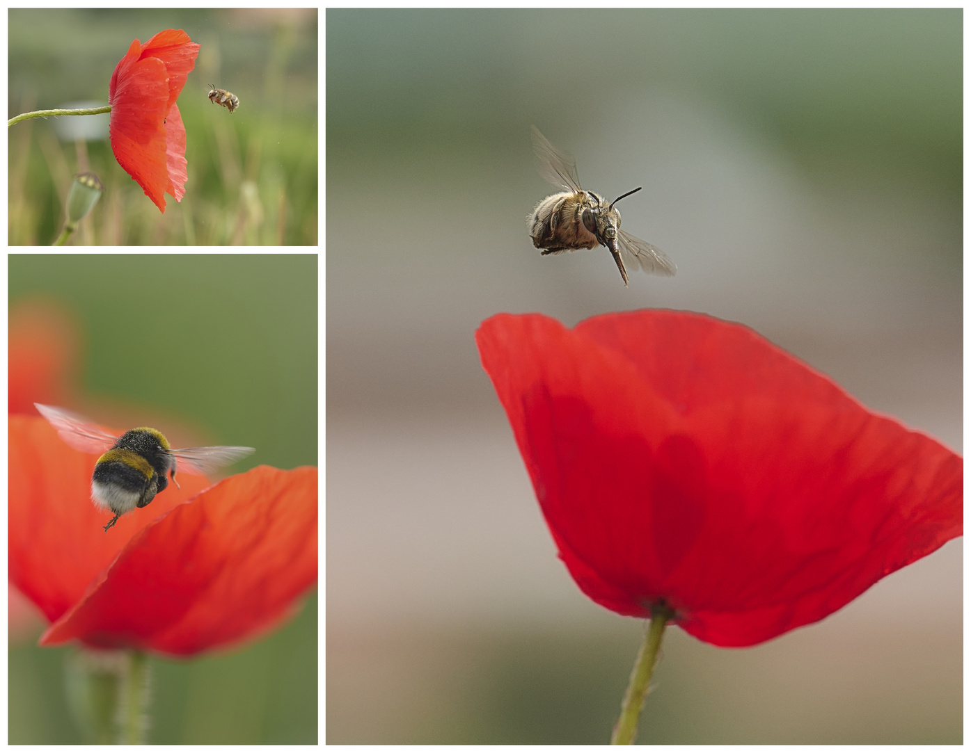 Wenn der Mohn ruft 