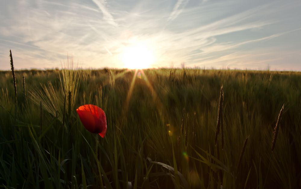 Wenn der Mohn strahlt