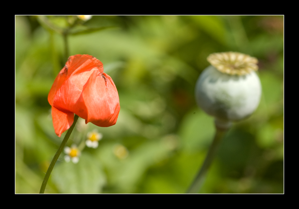 Wenn der Mohn (ver-)blüht...