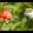 Wenn der Mohn (ver-)blüht...