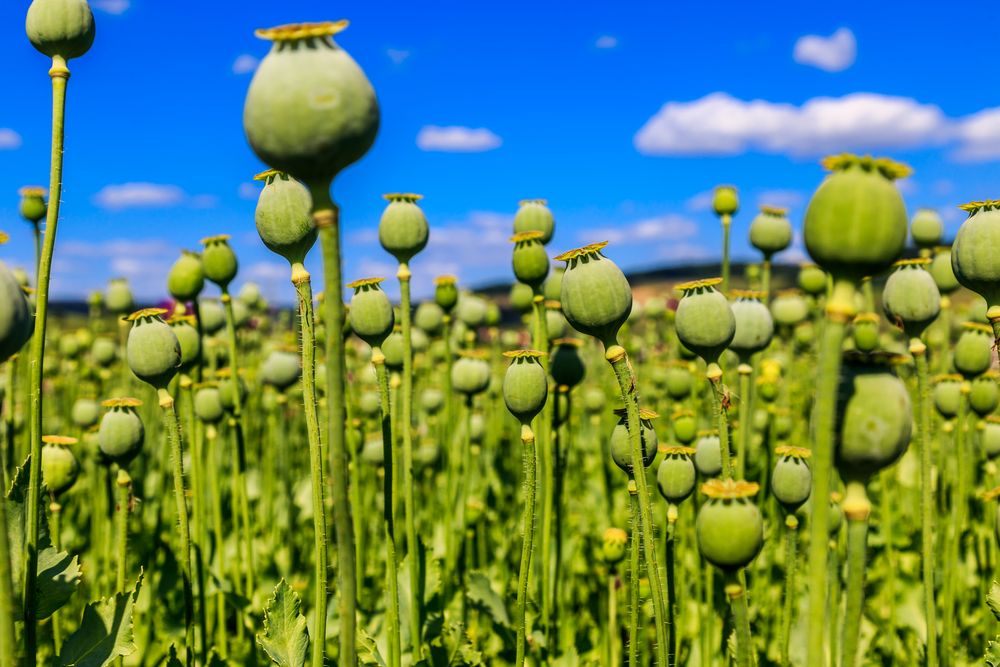 ...wenn der Mohn verblüht