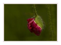 wenn der Mohn wieder blüht....